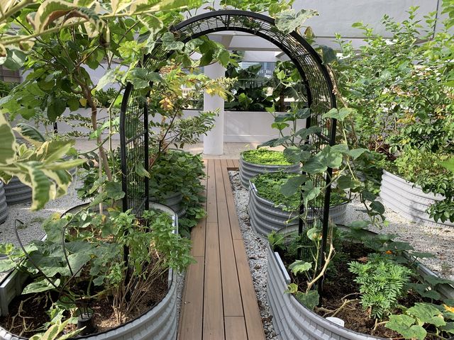 Urban Farm - Greenery at Parkroyal Marina Bay