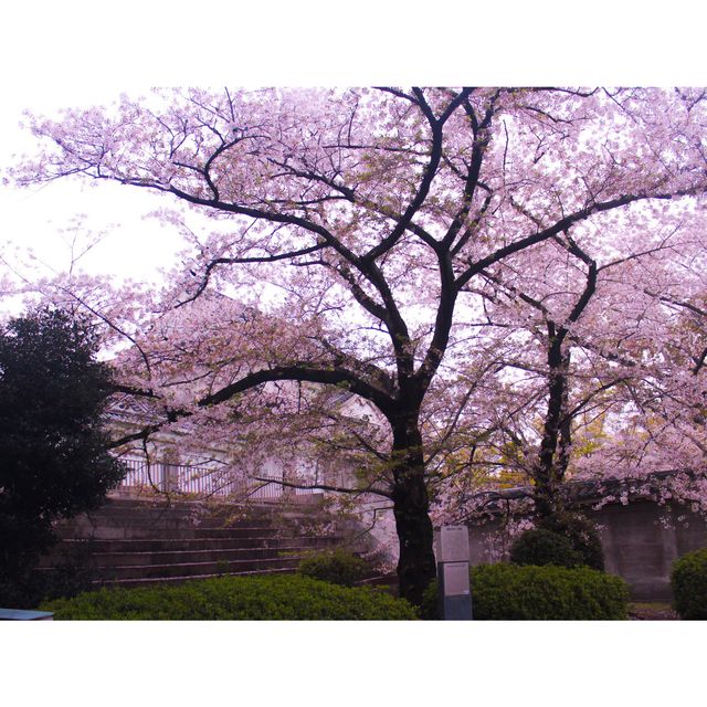벚꽃과 함께 즐기는 오사카성
