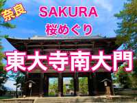 奈良　SAKURA 桜めぐり❗️東大寺南大門あたりで桜散策❗️