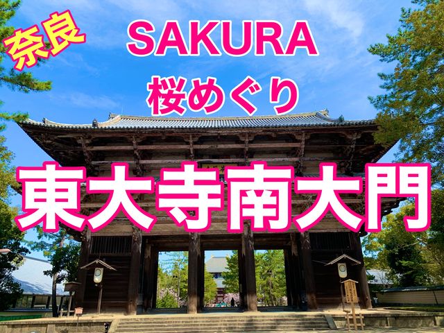 奈良　SAKURA 桜めぐり❗️東大寺南大門あたりで桜散策❗️