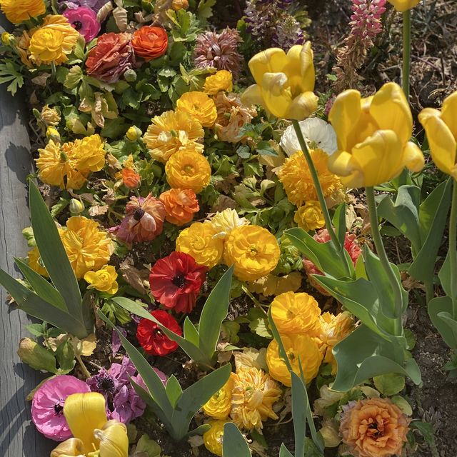 중계동 ✨불암산✨ 나비정원 꽃놀이 🌸