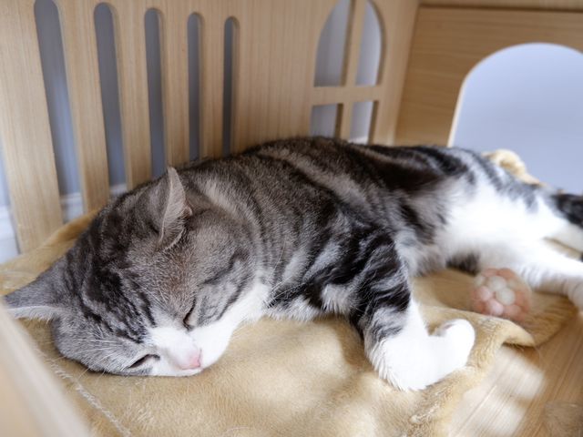 平價玩貓Cafe