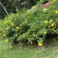 賞花好地方「蝴蝶灣公園」