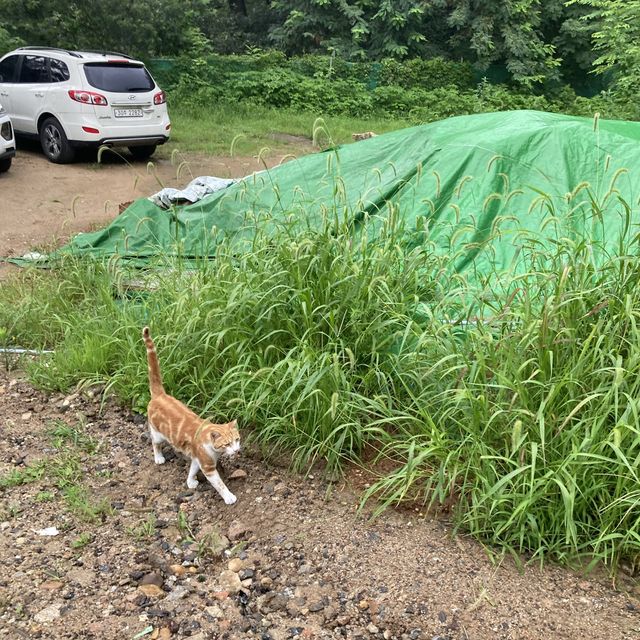 서울 계곡 추천 :진관사 계곡💚