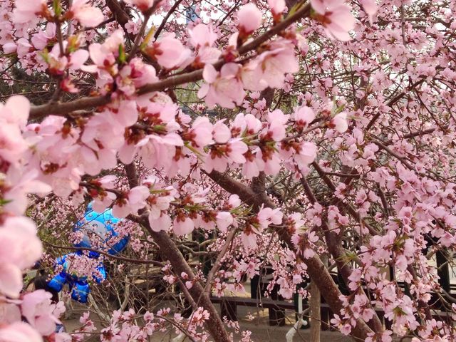 Spring in Tianjin