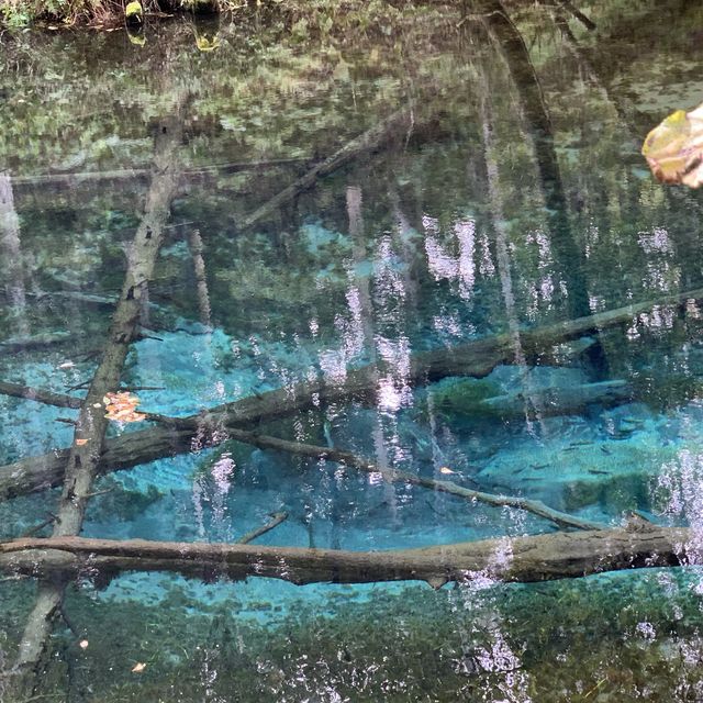 原生林🌳の中の神秘の池　神の子池