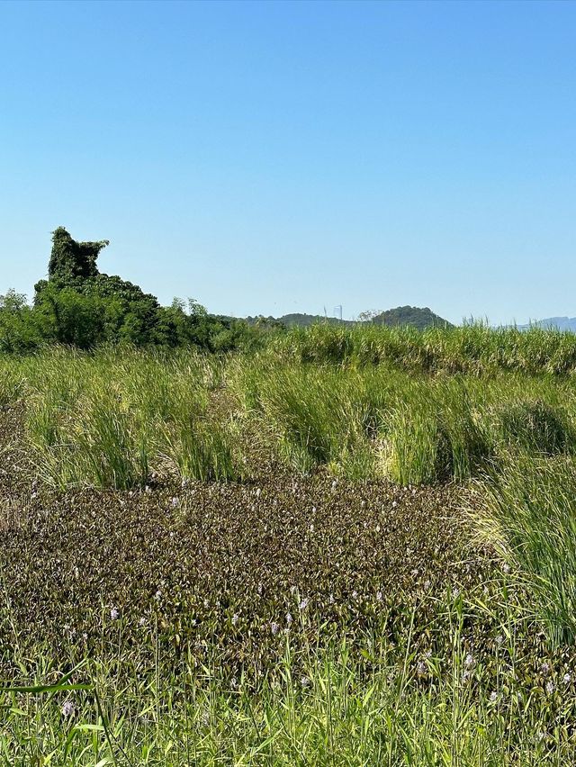 📍元朗朗屏｜欣賞魚塘及深圳skyline