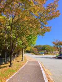 단풍구경은 여기서 하자 🍂경주 보문관광단지 