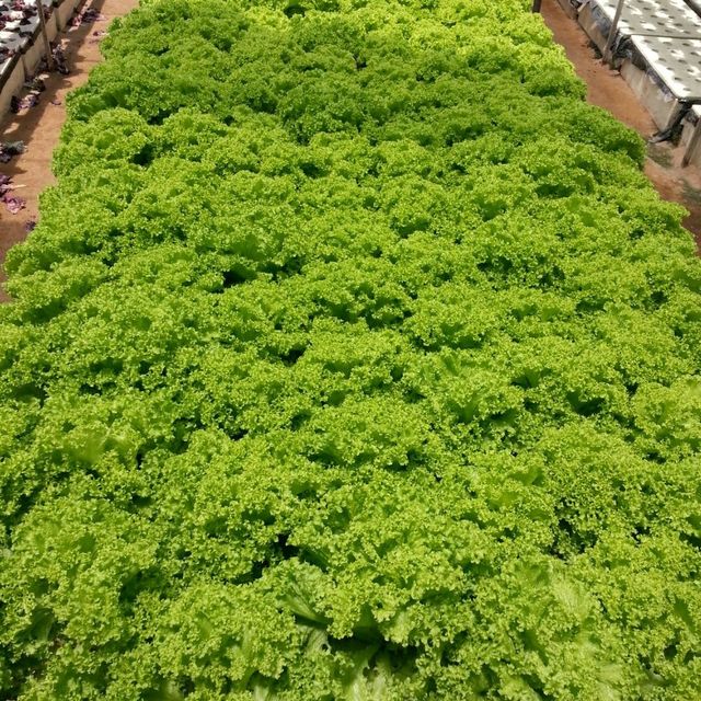 Big Red Strawberry Farm 🍓
