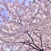 🌸보라매공원에서 도림천까지 이어진 ‘신대방벚꽃길’