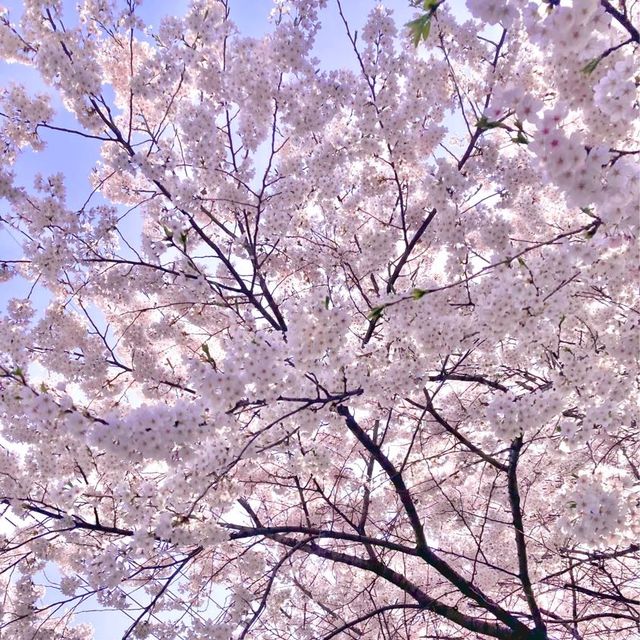 🌸보라매공원에서 도림천까지 이어진 ‘신대방벚꽃길’