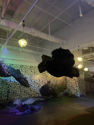 Pameran Bunga Abadi 💐 'Hutan Eksplorasi' Timbota