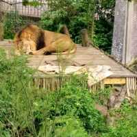 London Zoo