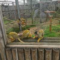 Beautiful moments at Peak Wildlife Park 