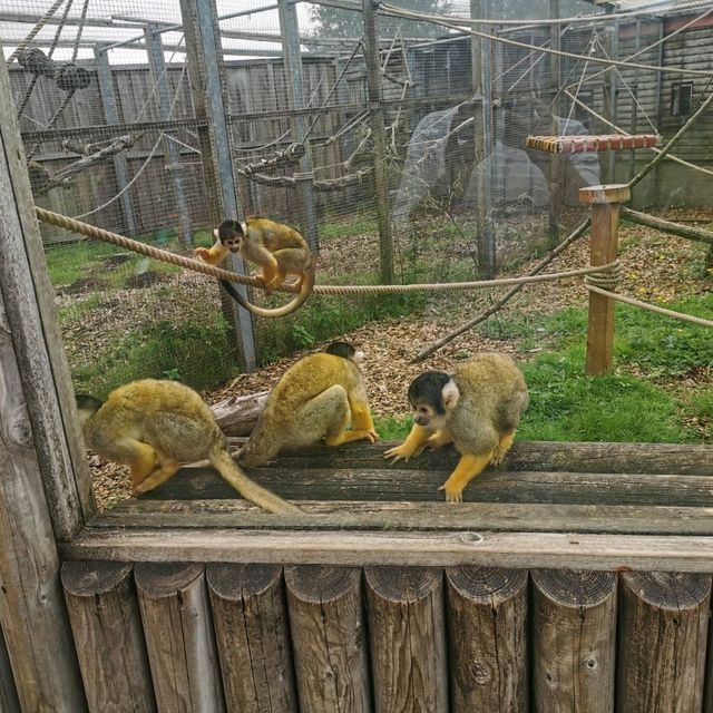 Beautiful moments at Peak Wildlife Park 