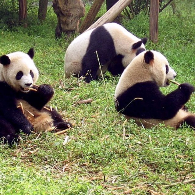 Sichuan Giant Panda Sanctuary 