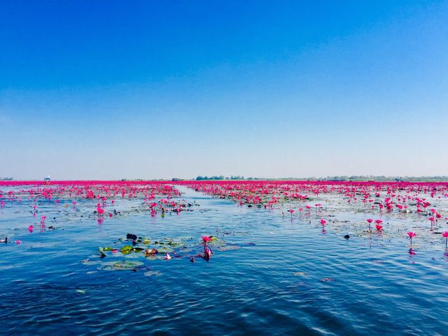 🌸 CARPET OF LOTUS🌸