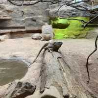 Best Zoo in Shanghai