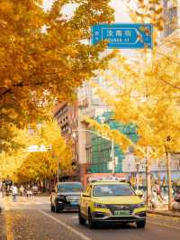 The most beautiful ginkgo in Shanghai 