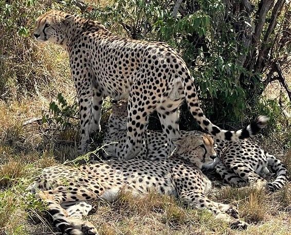 3 Days Masai Mara / Amboseli National Park