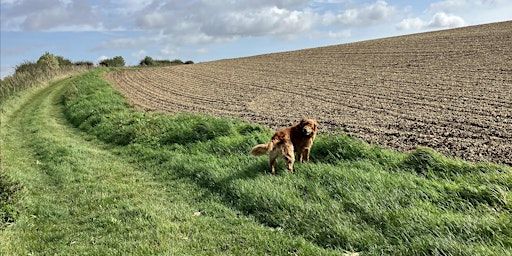 Festival Walk 9 - Circular Dog friendly Walk in the Wolds (9 miles) | YO25 9JZ
