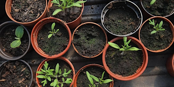 Planning your edible garden | St Ann's Allotments