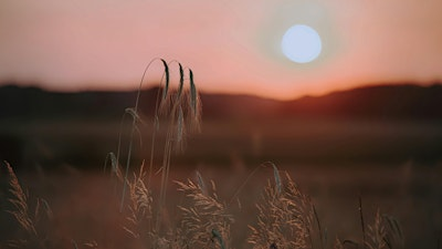 Summer solstice circle *in person* | The Den Yoga Studio