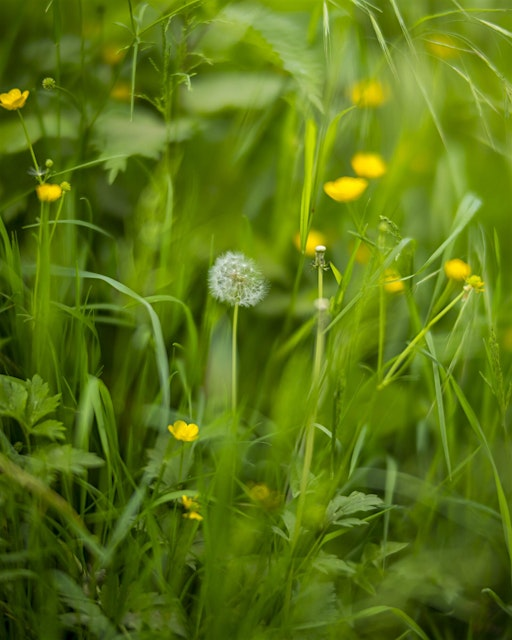 Resilient Roots: Soil & Climate | The Pheasantry