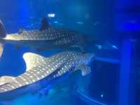 일본 오사카 최대 규모의 가이유칸 아쿠아리움 🐠