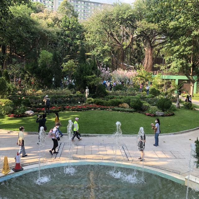城門谷公園🌸賞賞吉野櫻