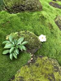【神奈川・鎌倉】報国寺 竹林