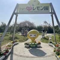 名古屋　フルーツパークのレモン園