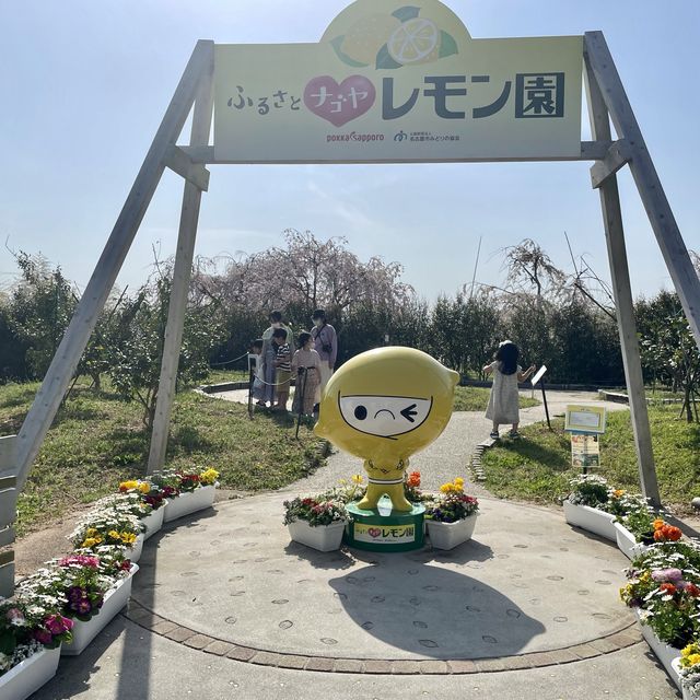 名古屋　フルーツパークのレモン園