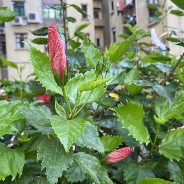 漫遊長沙灣道賞花 漫遊長沙灣道賞花