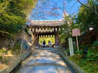 京都　SAKURA 桜めぐり❗️高台寺の桜に感動❗️