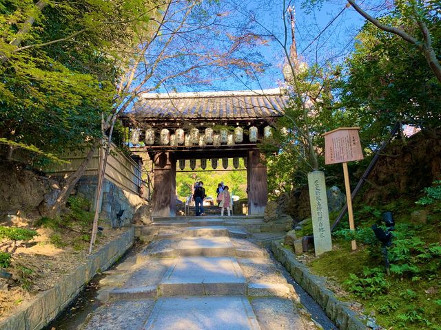 京都　SAKURA 桜めぐり❗️高台寺の桜に感動❗️