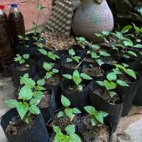 คาเฟ่ธรรมชาติ “ที่นี่บางเบาะ ป่าตอง”