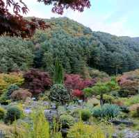 Garden with Fall colors 