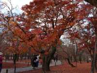 東福寺 · 紅葉