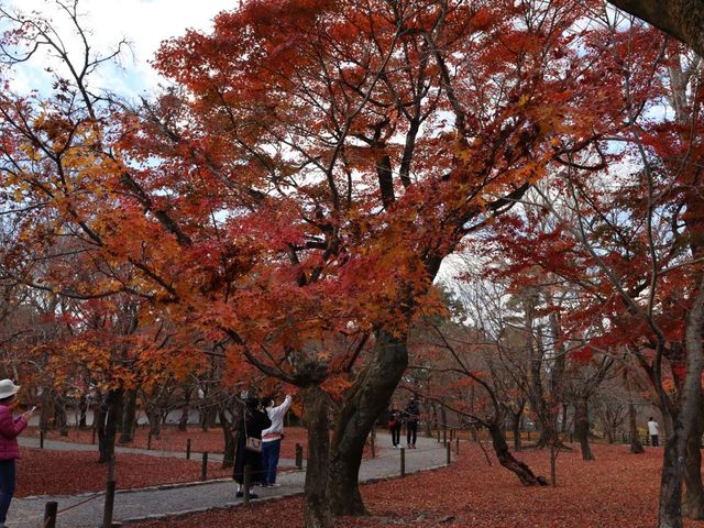 東福寺 · 紅葉