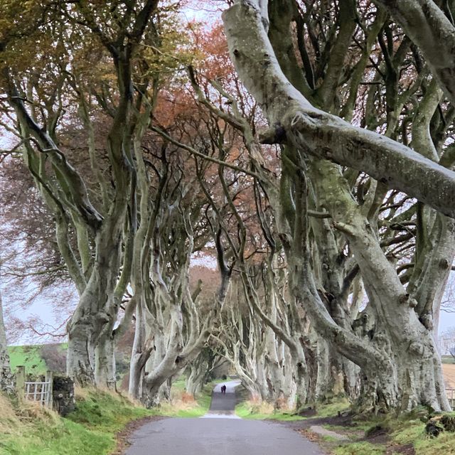 My GOT Fans… The Dark Hedges!