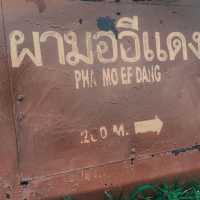 ชมทะเลหมอก ผามออีแดง ยามเช้า