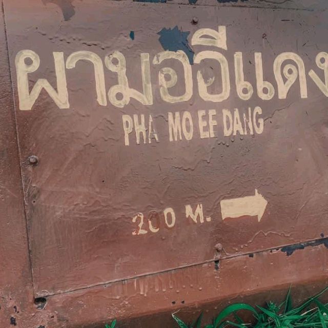 ชมทะเลหมอก ผามออีแดง ยามเช้า