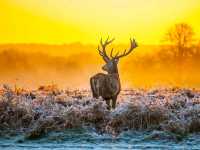 Explore Hoge Veluwe National Park