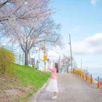 동화같은 색감의 여주 벚꽃길🌸