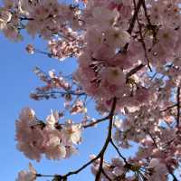 愛知県　清洲古城跡公園の桜