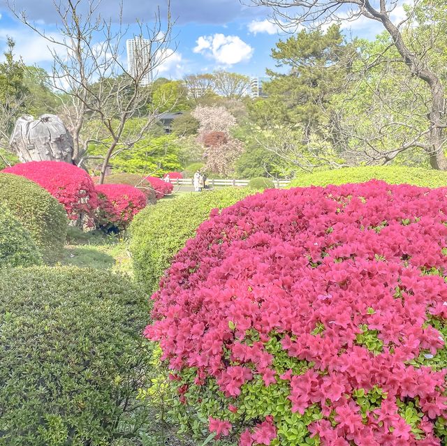 はるの新宿御苑のツツジ畑