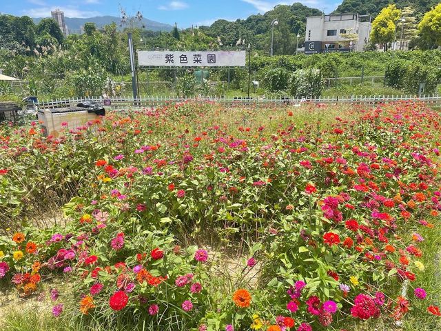 📍蝶豆花有機農莊