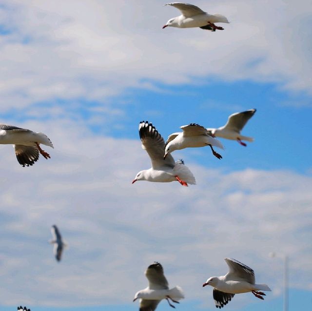 A JOURNEY TO NOBBIES CENTRE, PHILIP ISLAND