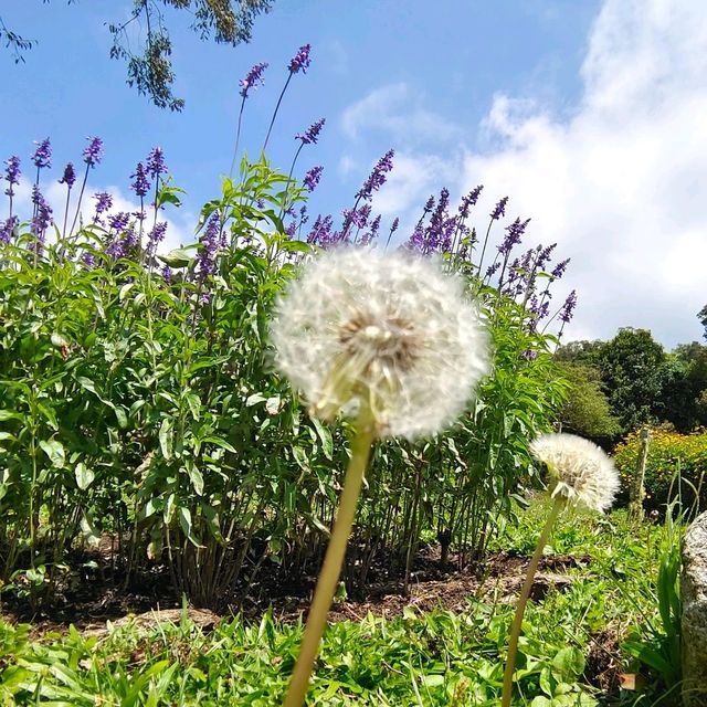 Floral Heaven in Kundasang